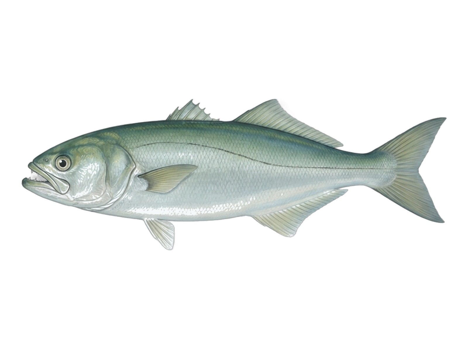 Bluefish
