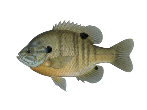 Bluegill (Lepomis macrochirus)