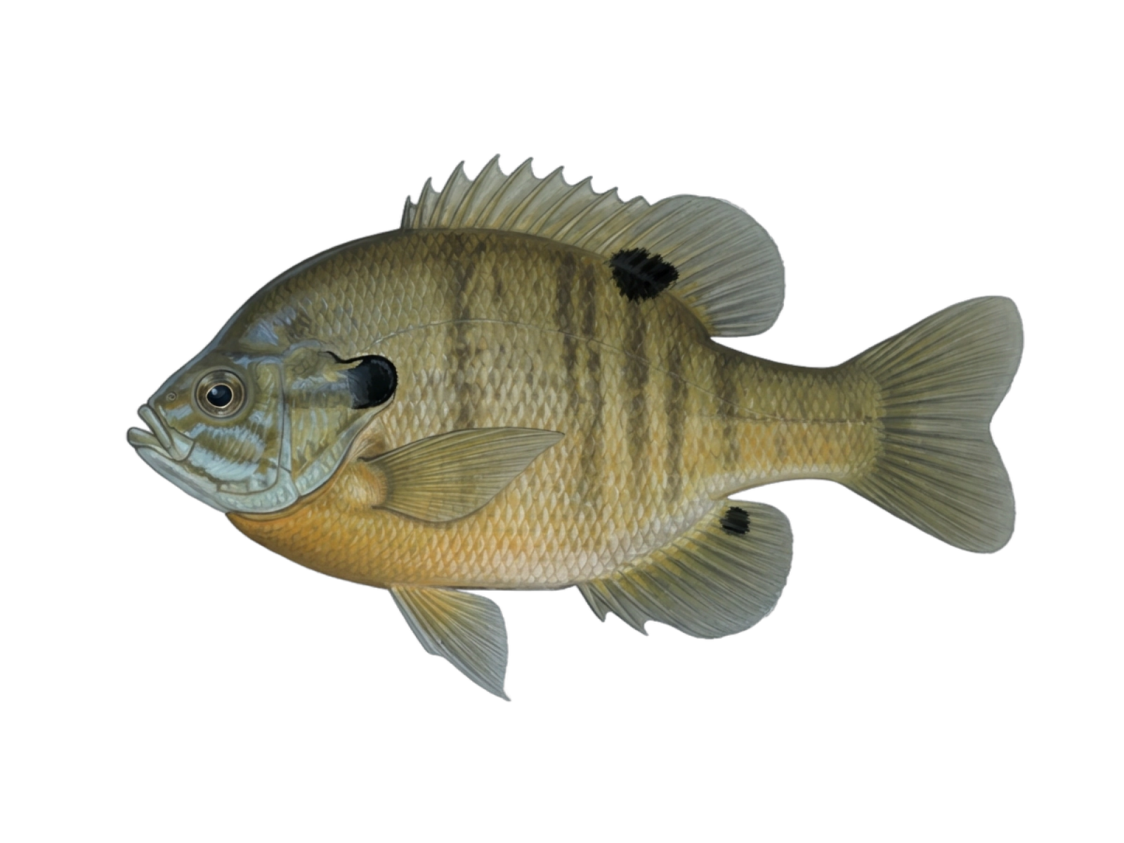 Bluegill