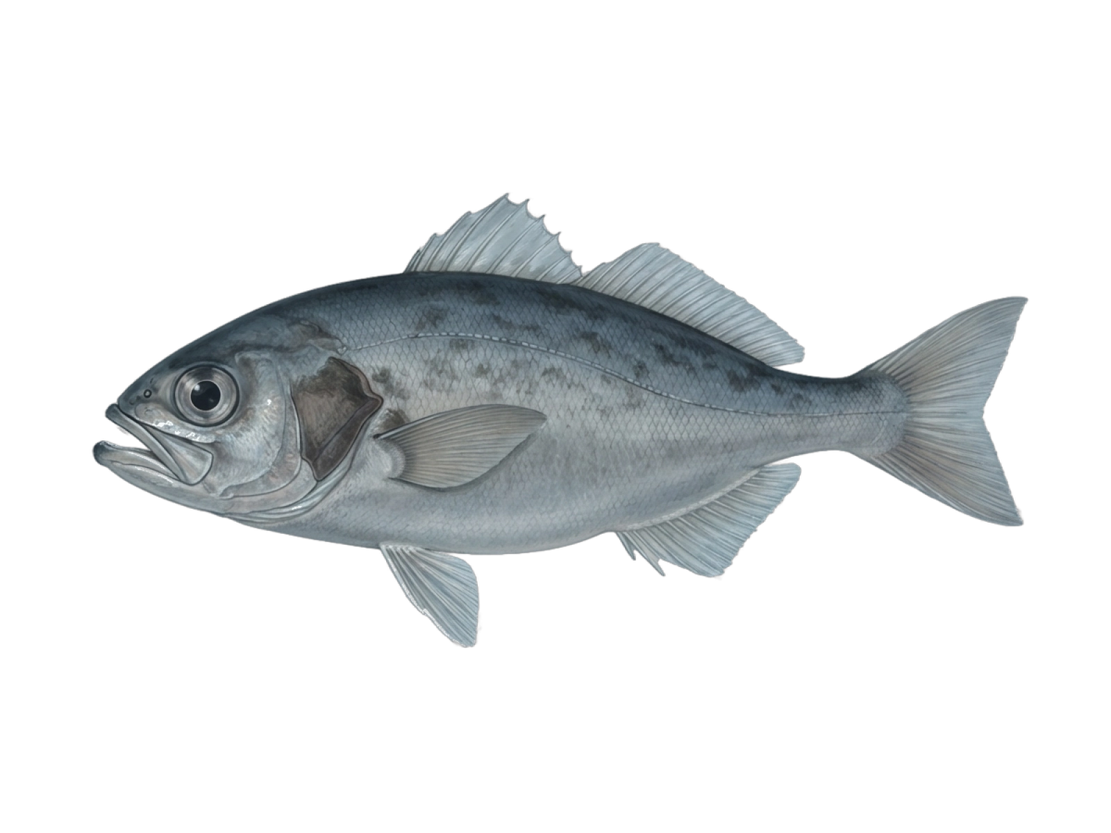 Bluenose warehou