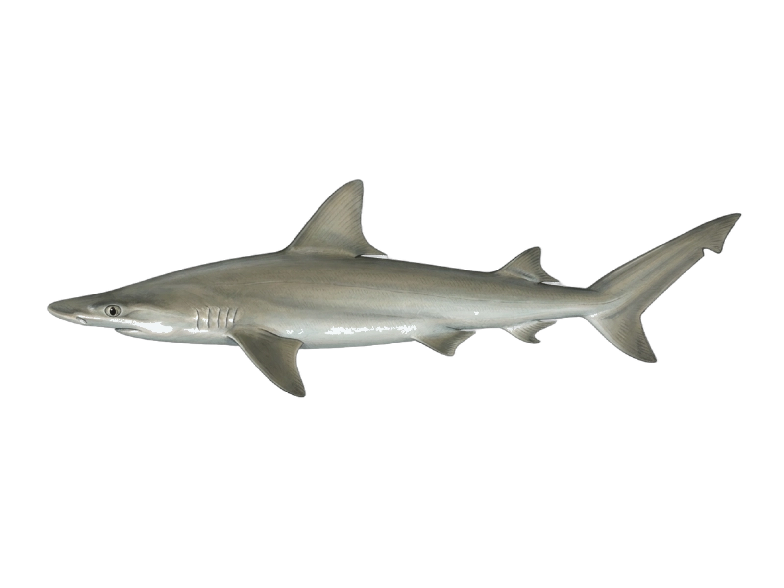 Bonnethead