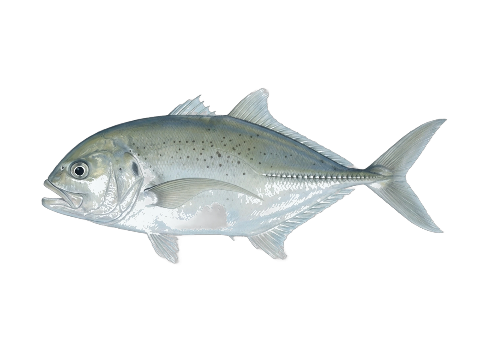 Brassy trevally