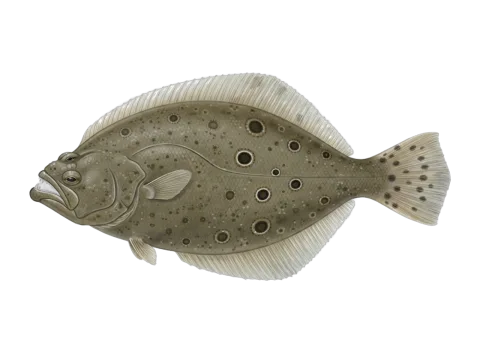 Brazilian flounder (Paralichthys brasiliensis)