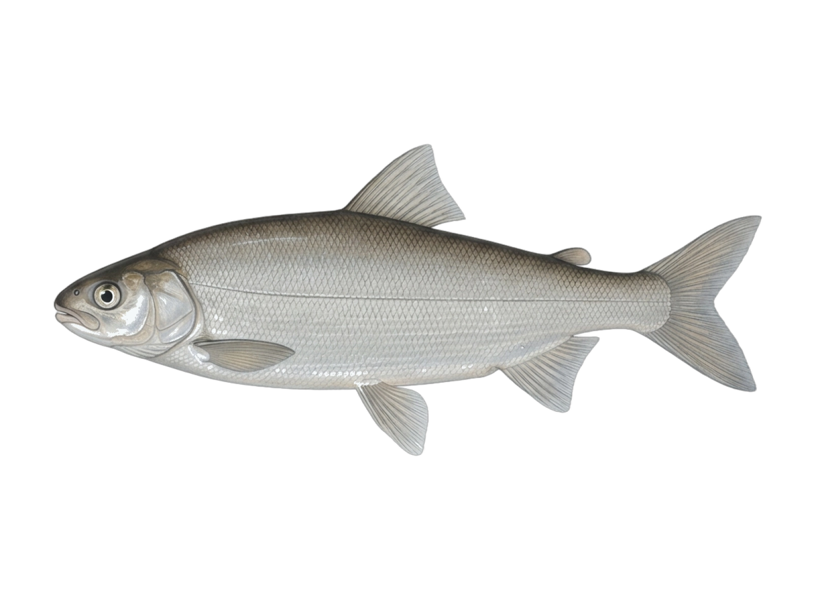 Broad whitefish
