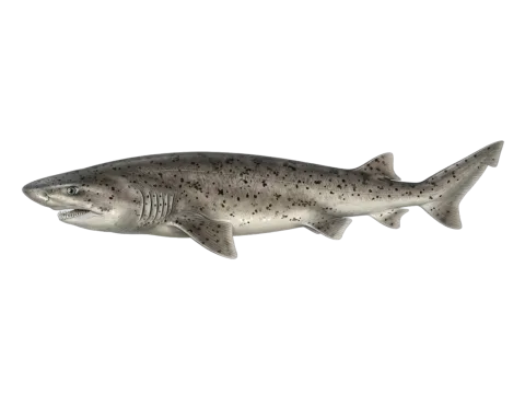 Broadnose sevengill shark (Notorynchus cepedianus)