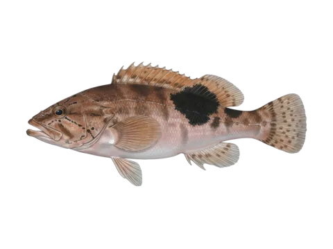 Brown comber (Serranus hepatus)