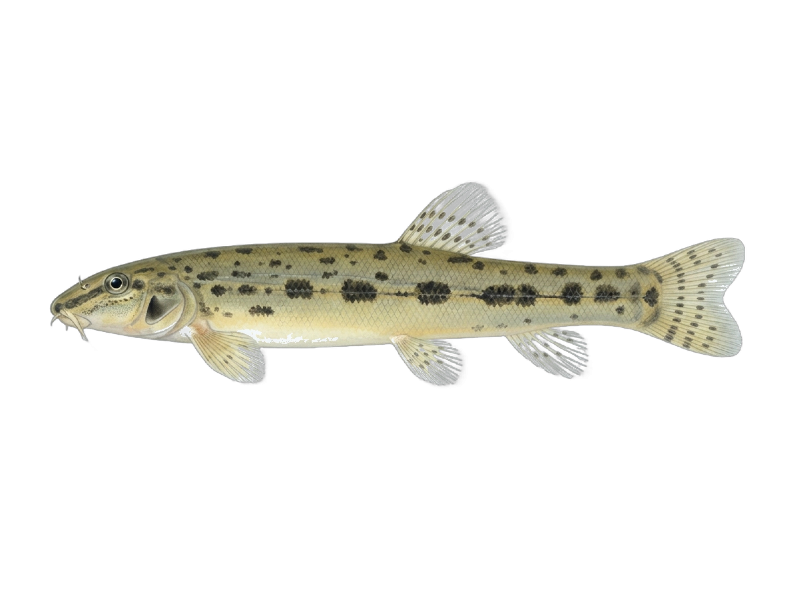 Bulgarian spined loach