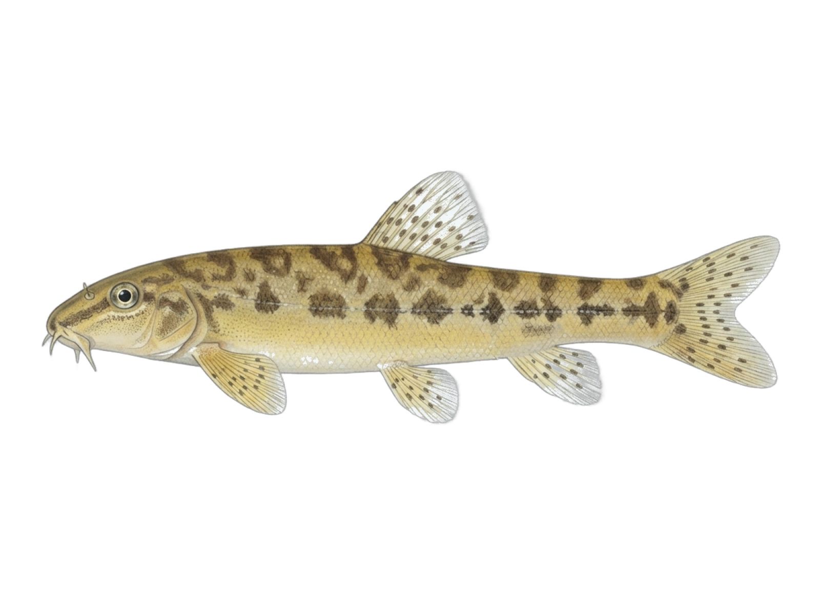Bulgarian stone loach