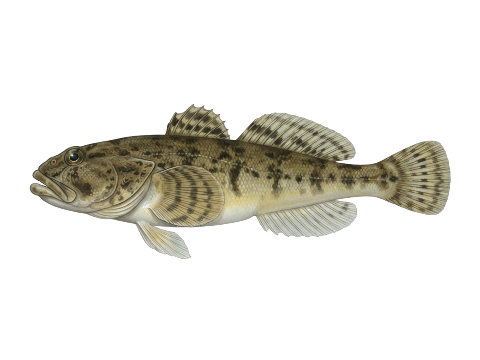 Bullhead