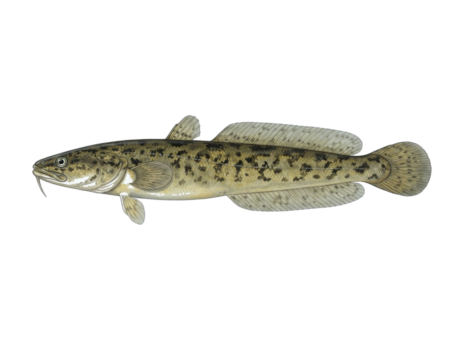 Burbot
