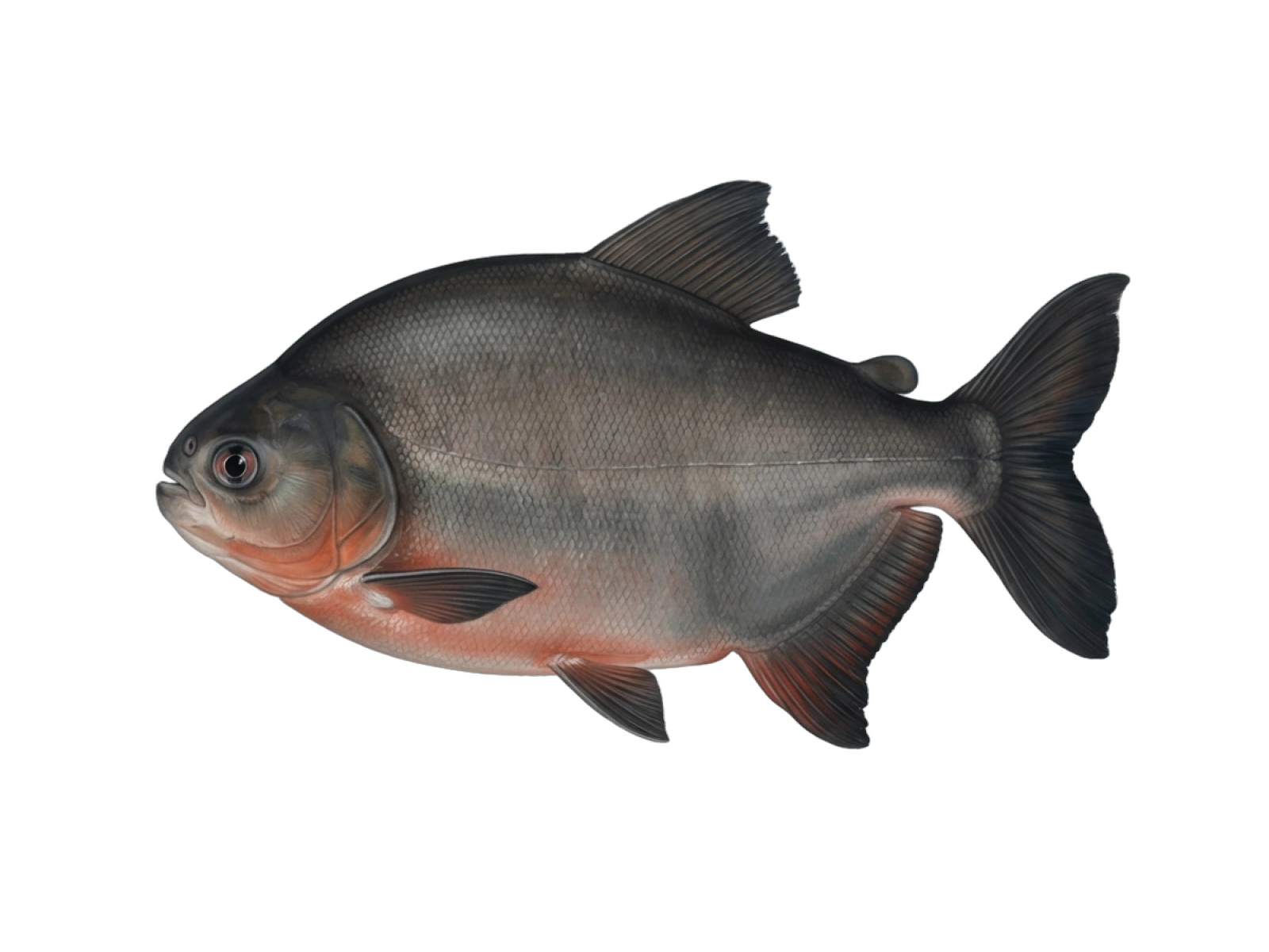 Cachama