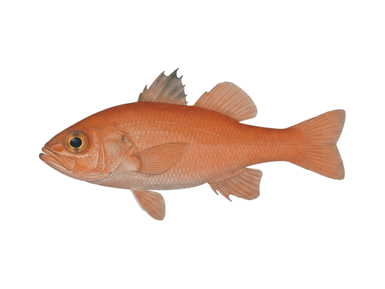 Cardinal fish