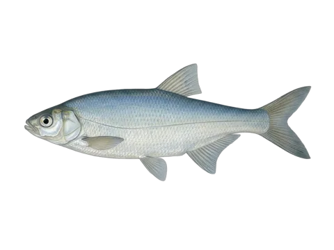 Caspian shemaya (Alburnus chalcoides)