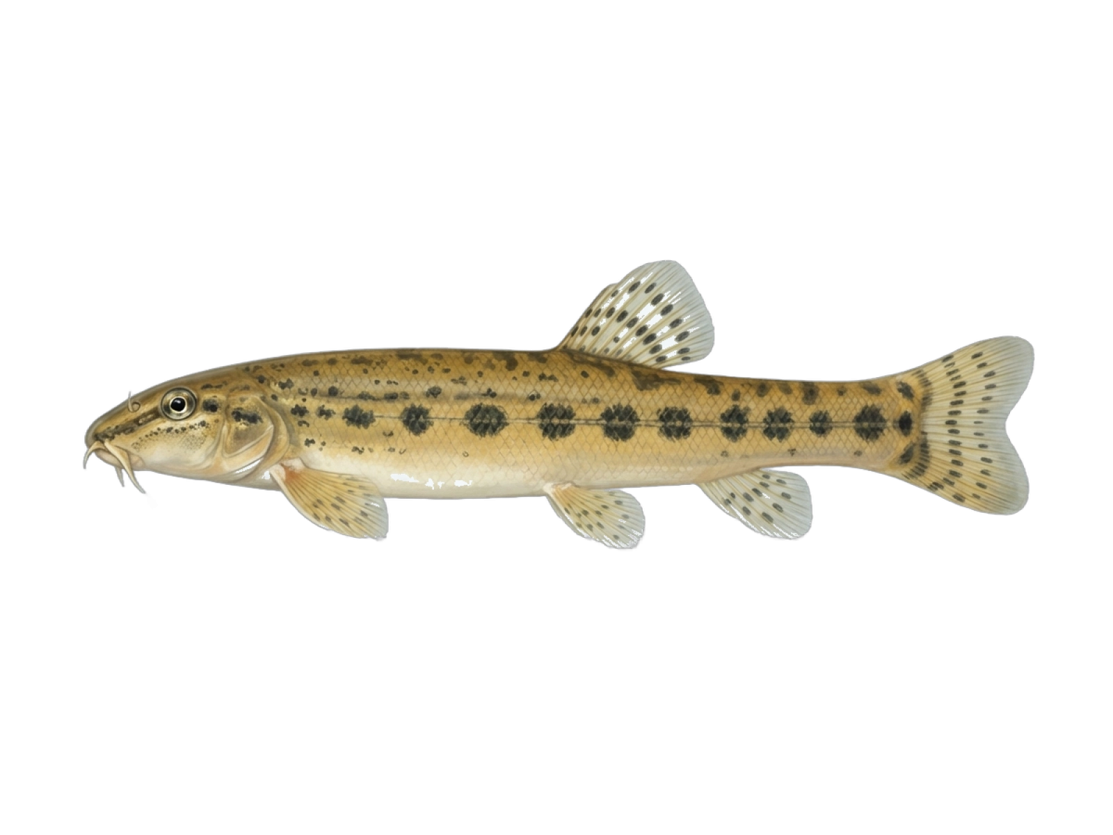 Cetina spined loach