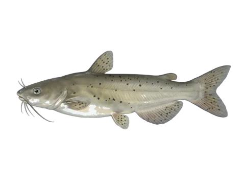 Channel catfish (Ictalurus punctatus)