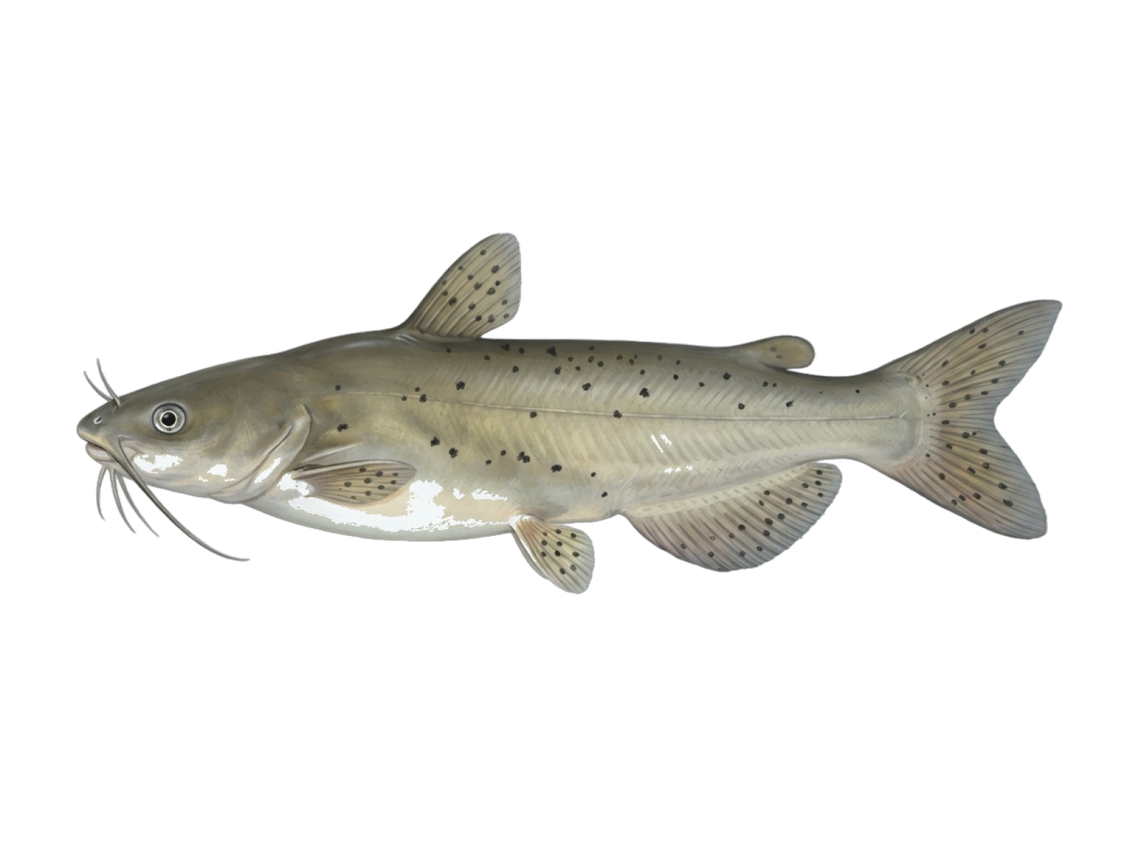 Channel catfish