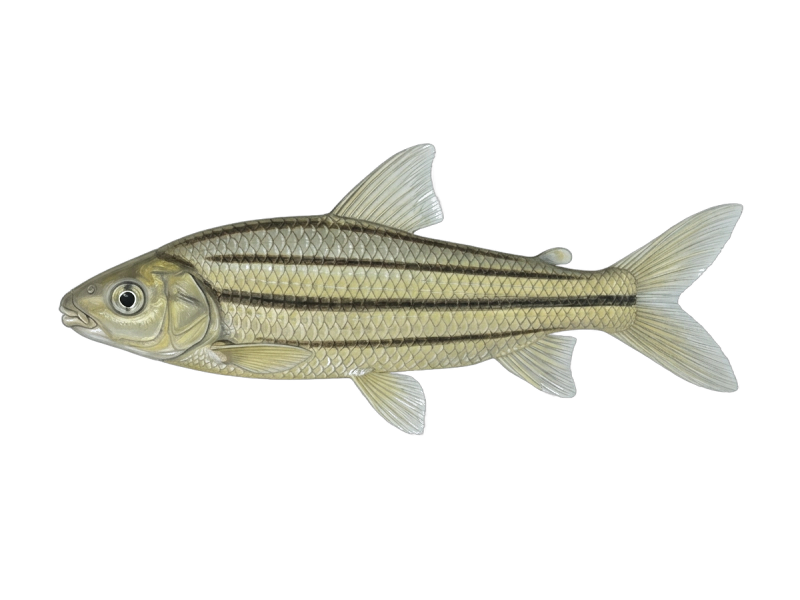 Characin