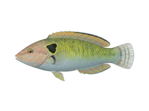 Cheekspot wrasse (Halichoeres melasmapomus)