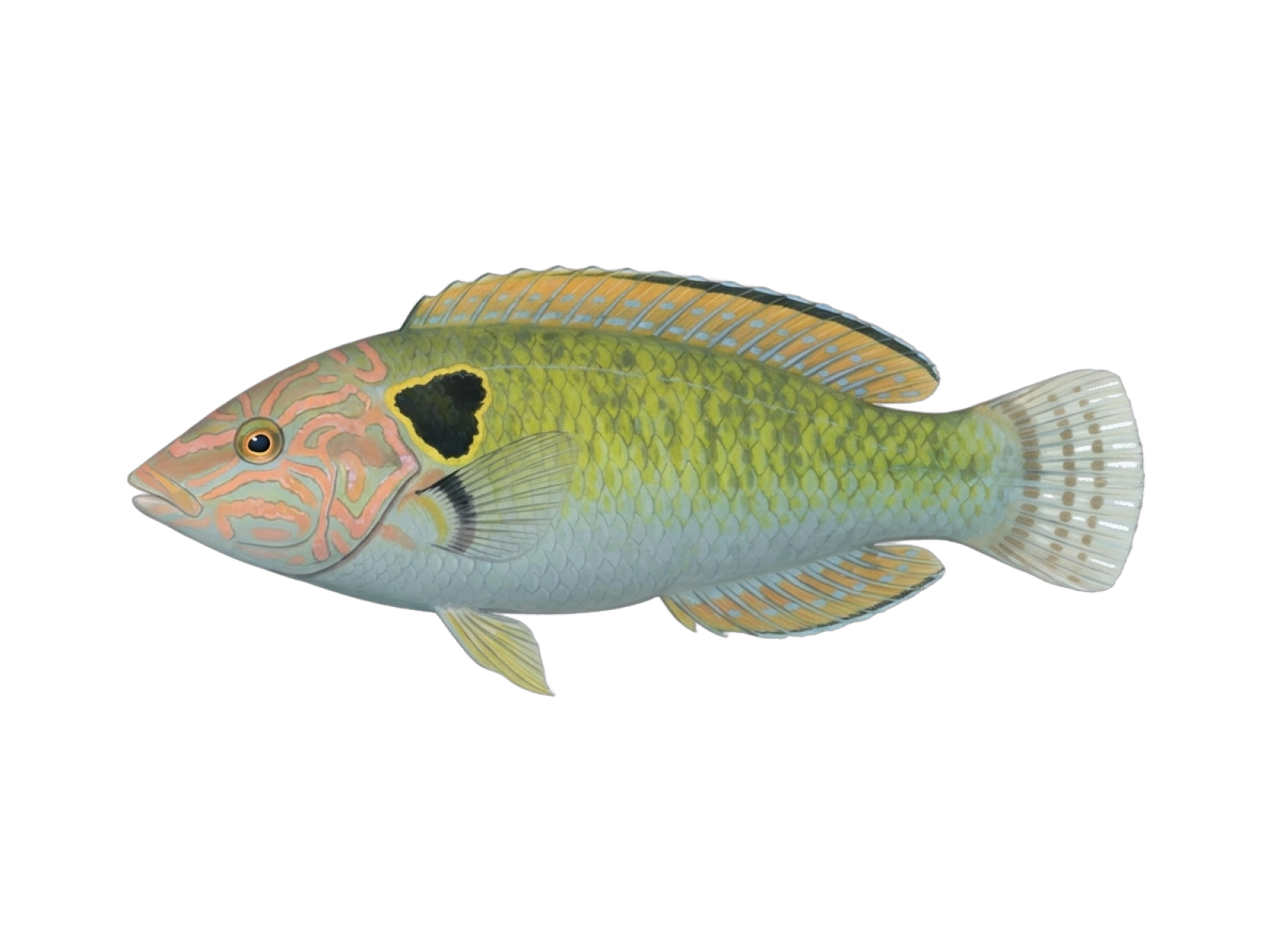 Cheekspot wrasse