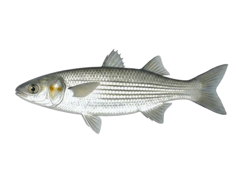 Golden grey mullet (Chelon auratus)