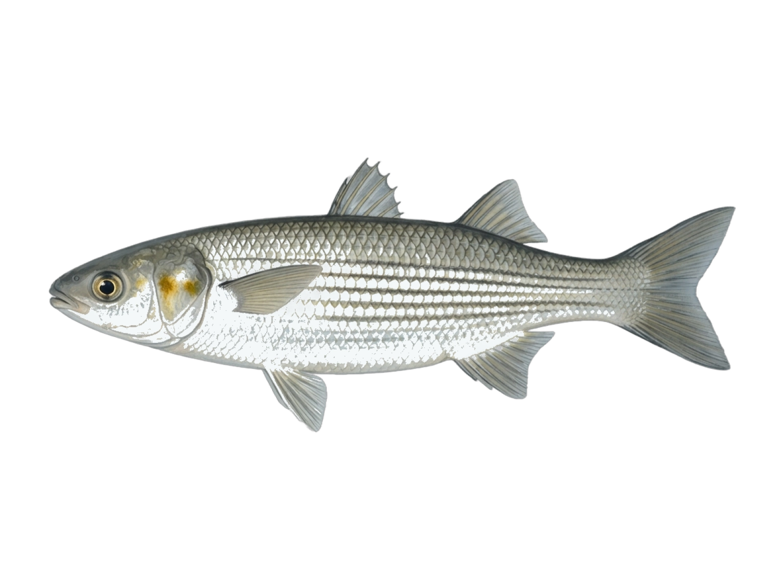Golden grey mullet