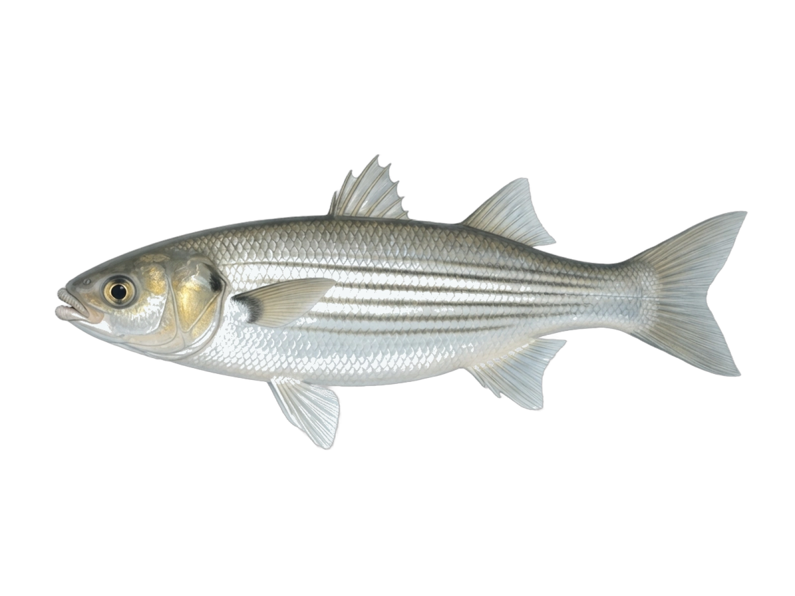 Thicklip grey mullet