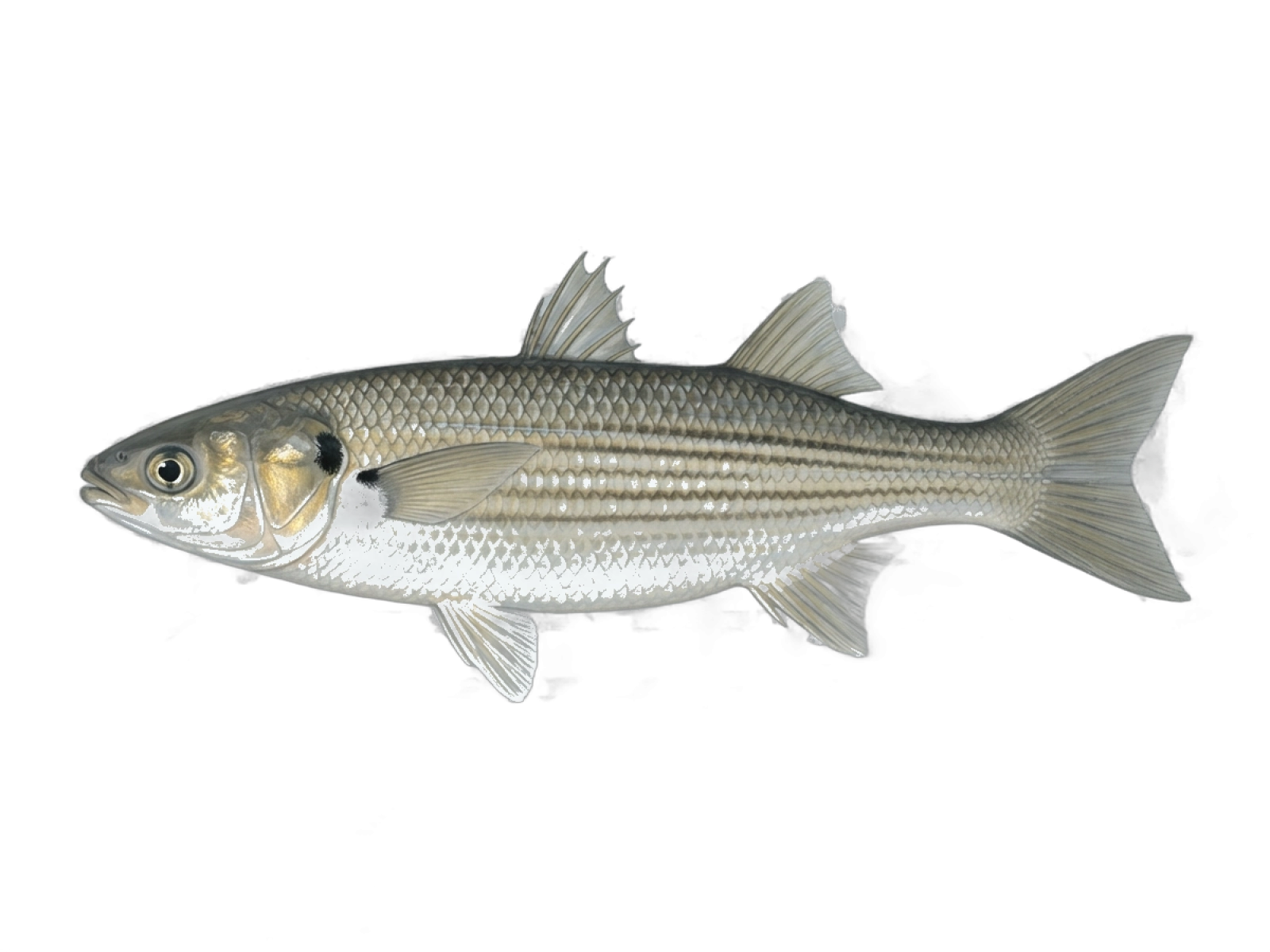 Thinlip grey mullet
