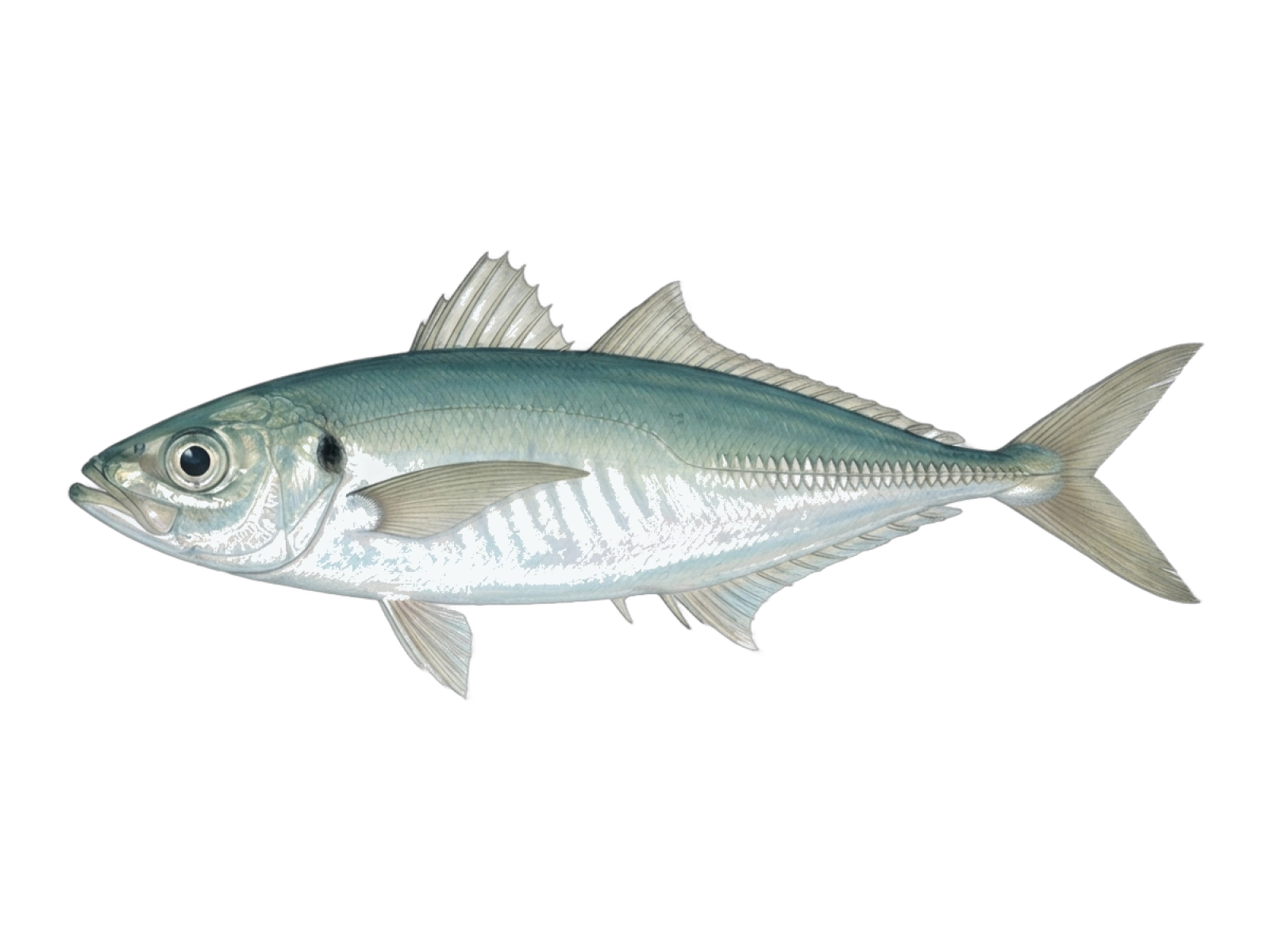 Chilean jack mackerel