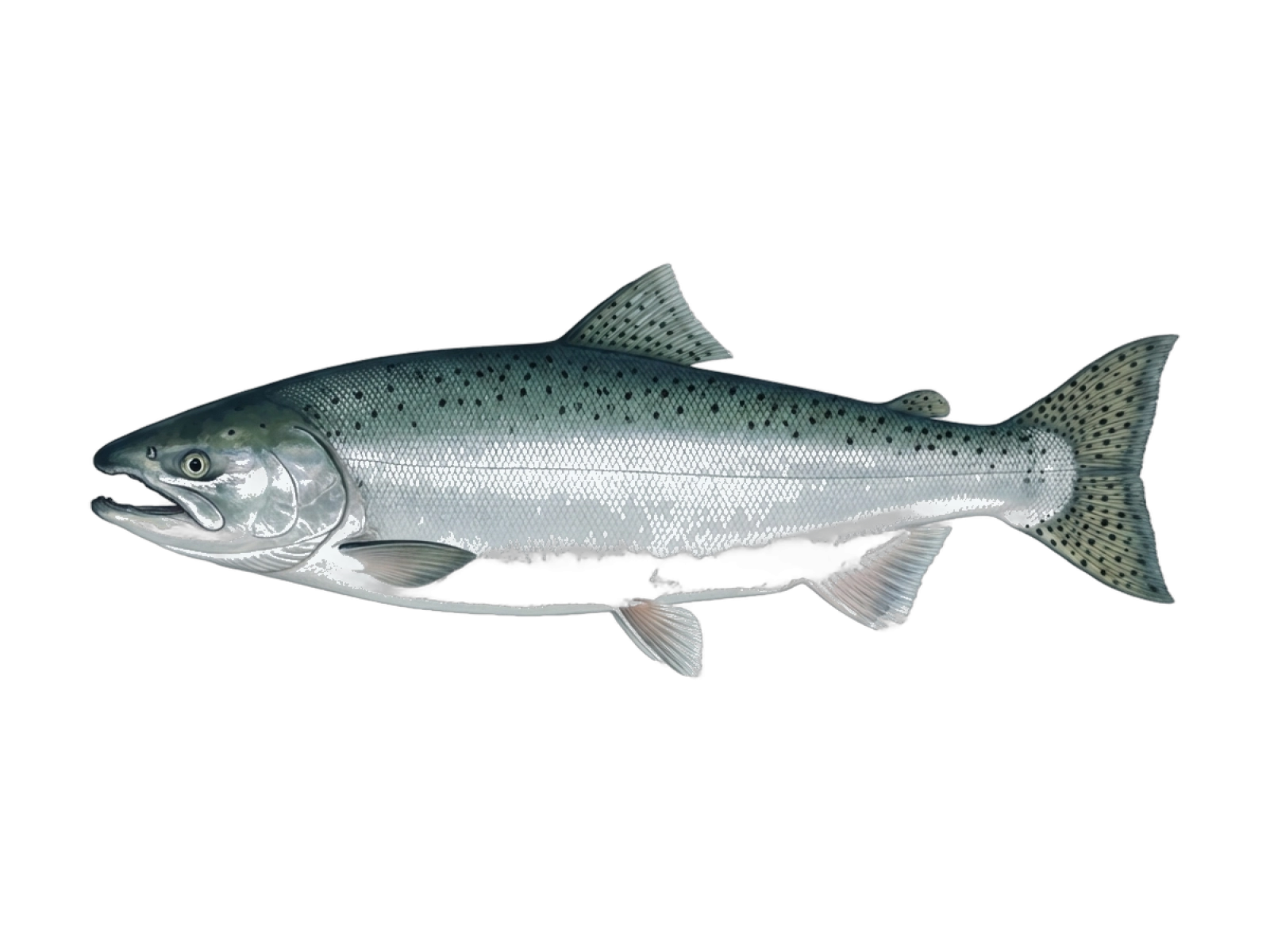 Chinook salmon