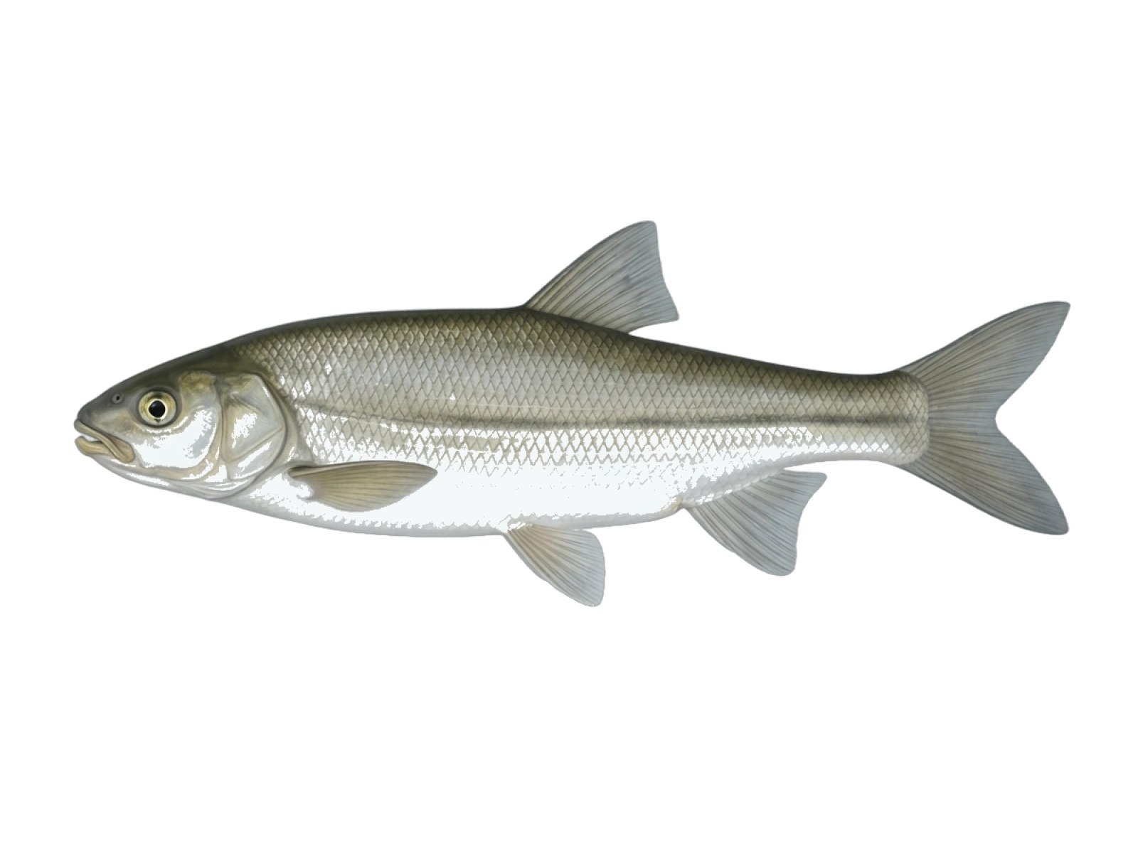 Chondrostoma soetta