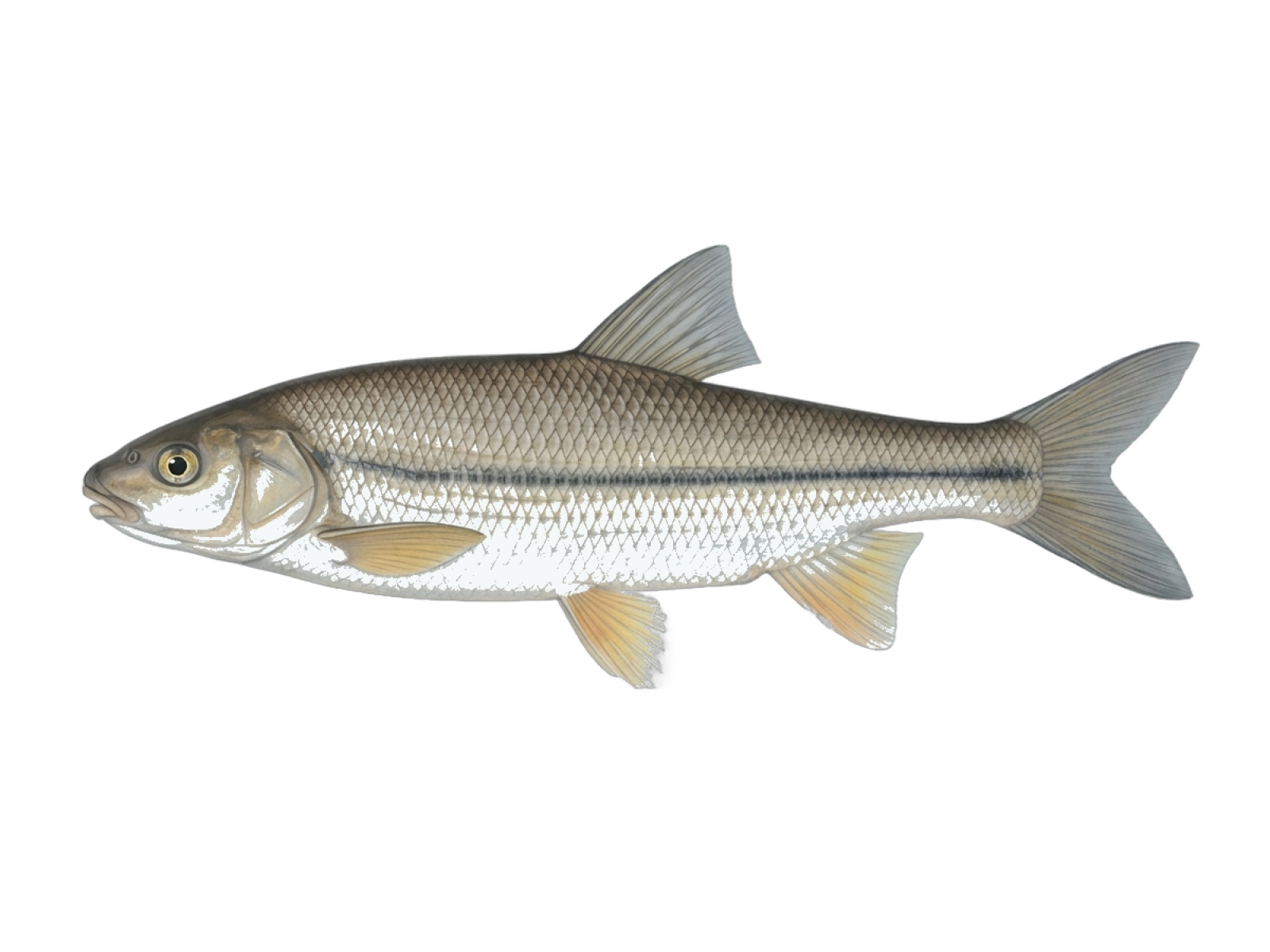 Chondrostoma vardarense