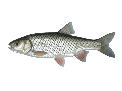 Chub (Squalius cephalus)