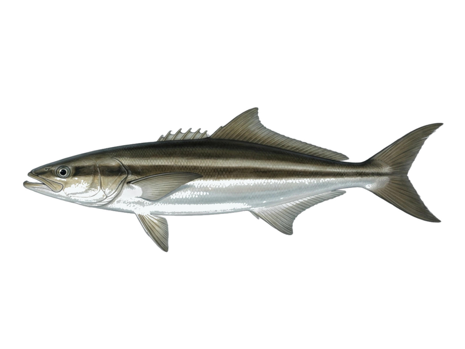 Cobia