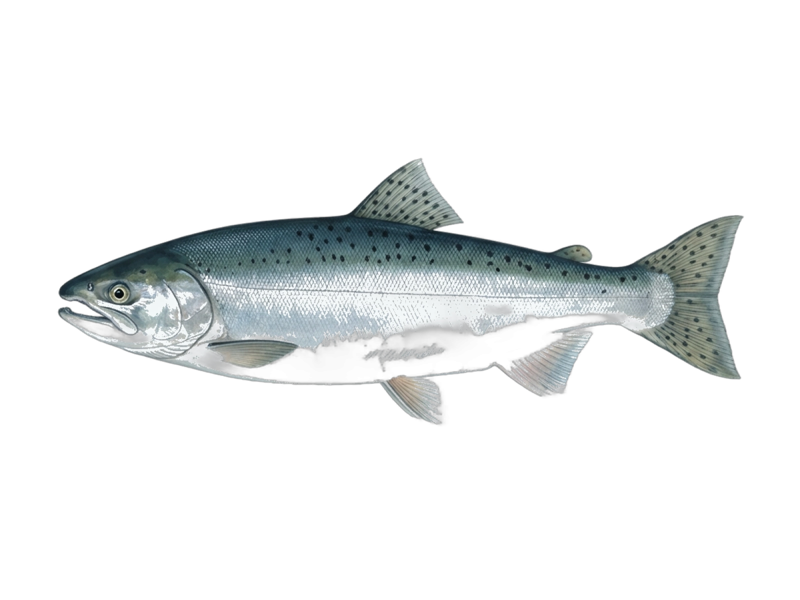 Coho salmon