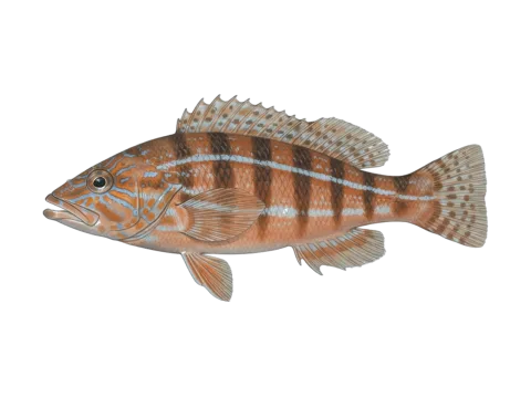 Comber (Serranus cabrilla)