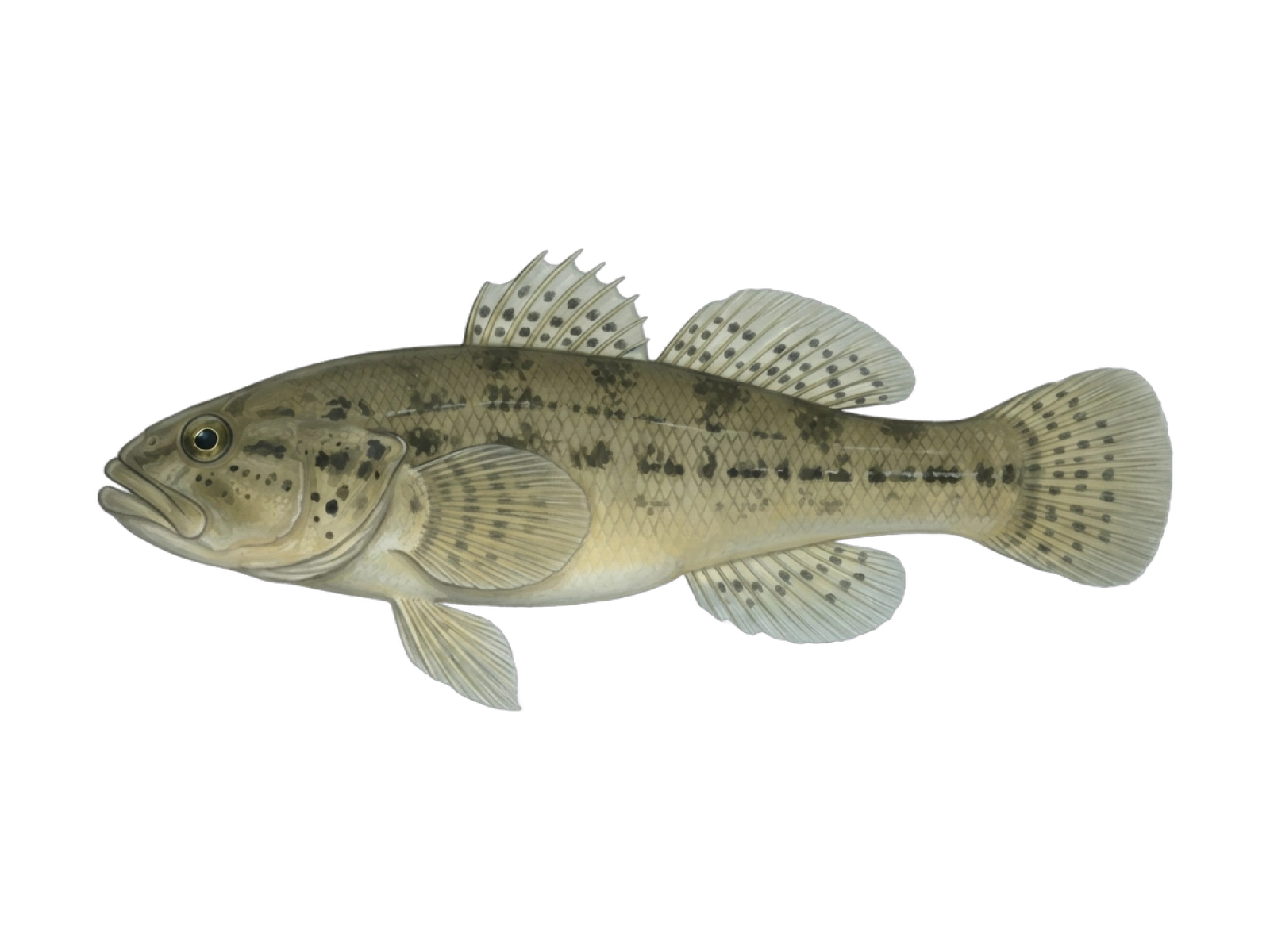 Common bully