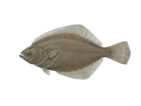 Common dab (Limanda limanda)