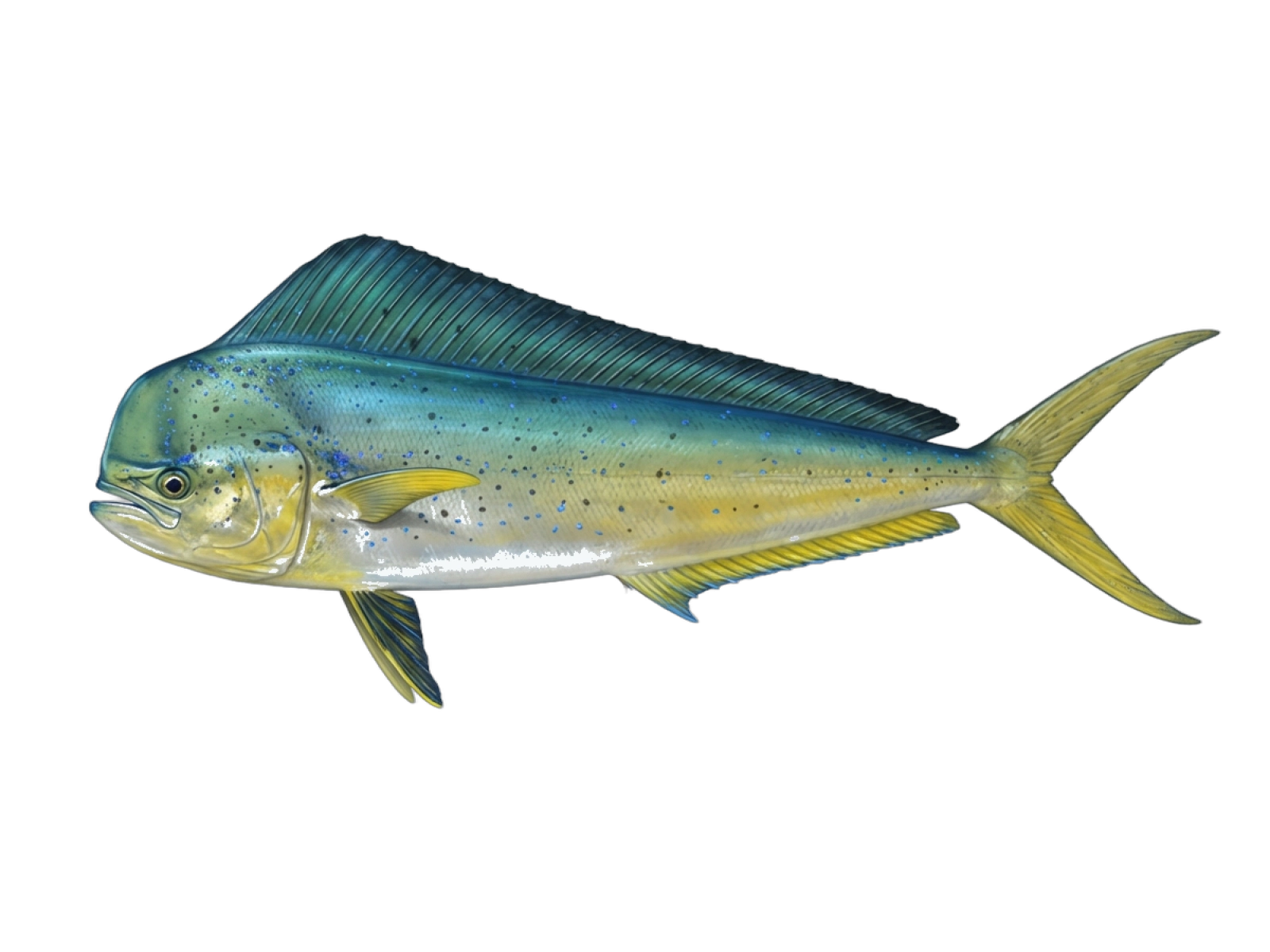 Common dolphinfish