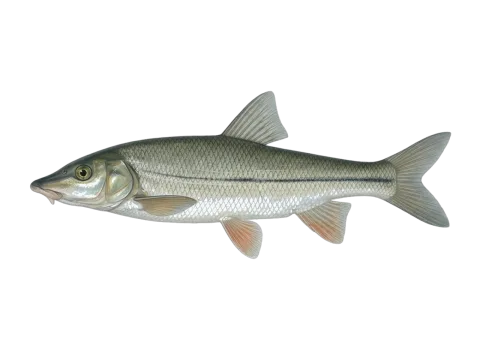 Common nase (Chondrostoma nasus)