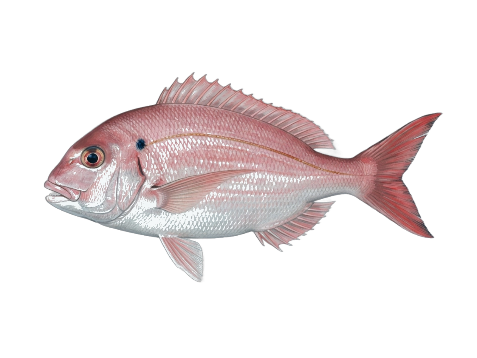 Common pandora