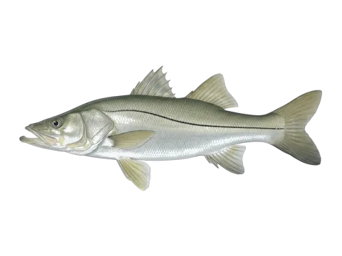 Common snook (Centropomus undecimalis)
