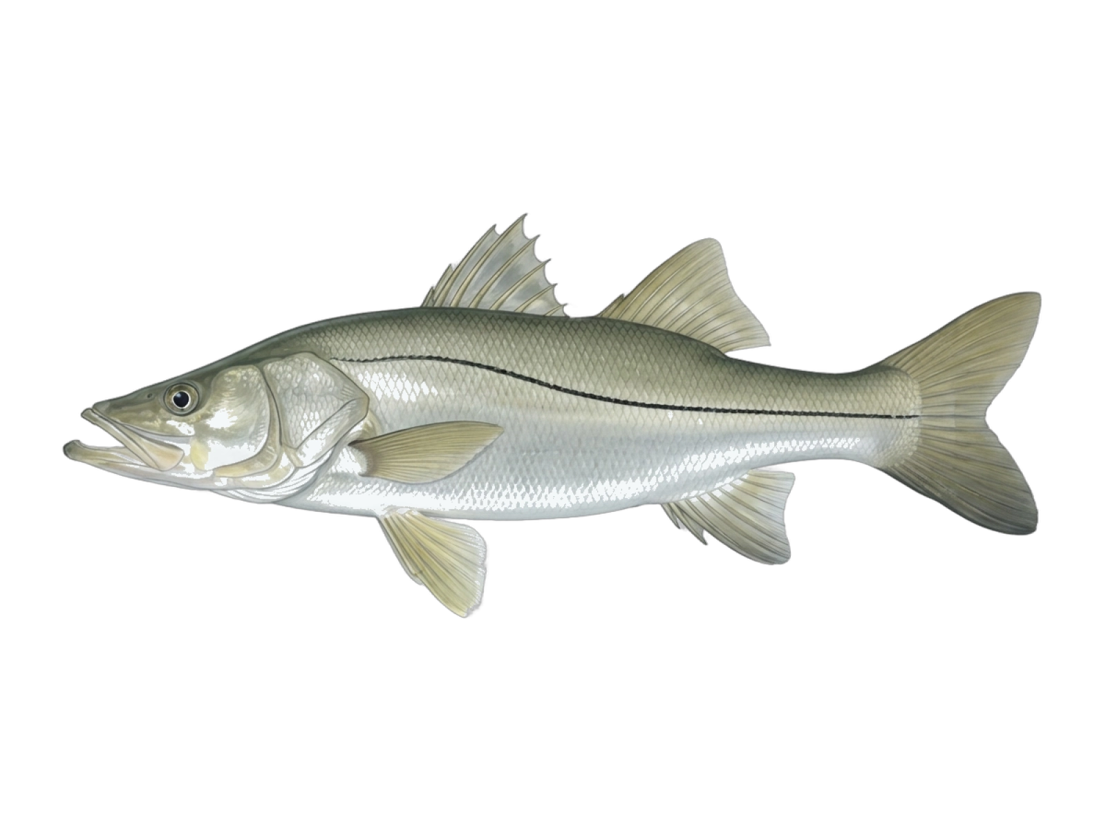 Common snook