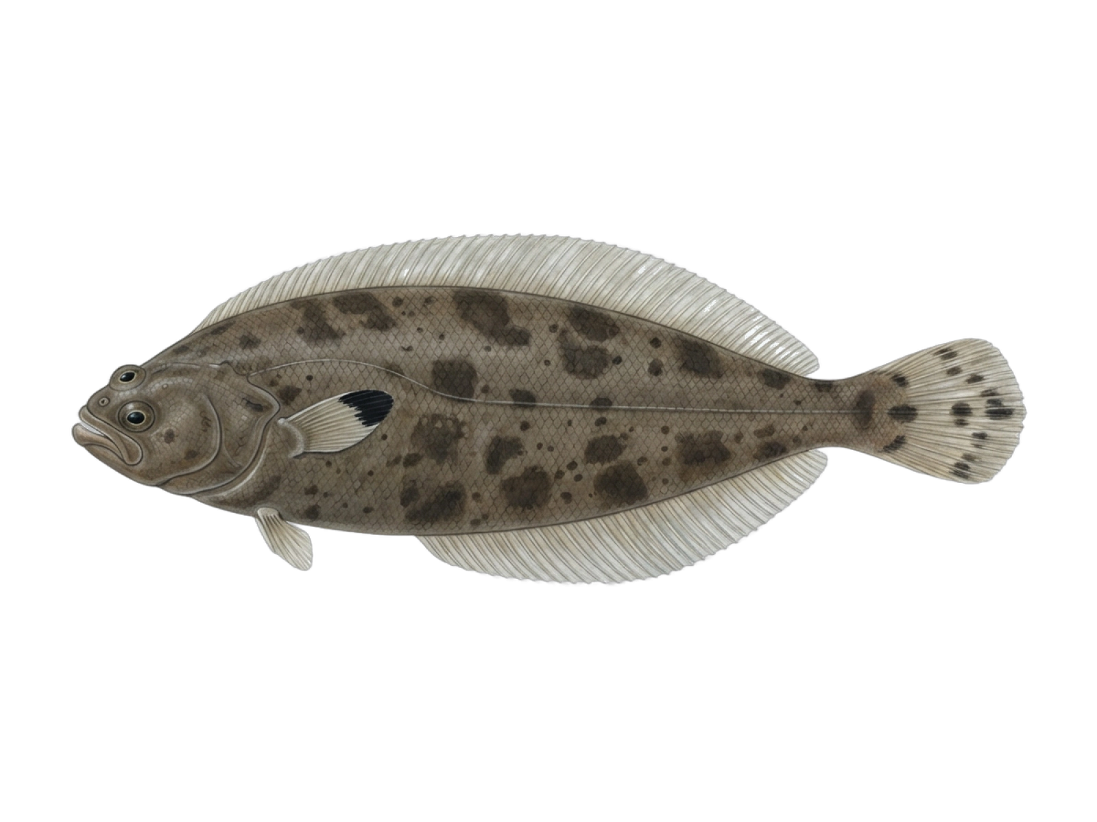 Common sole