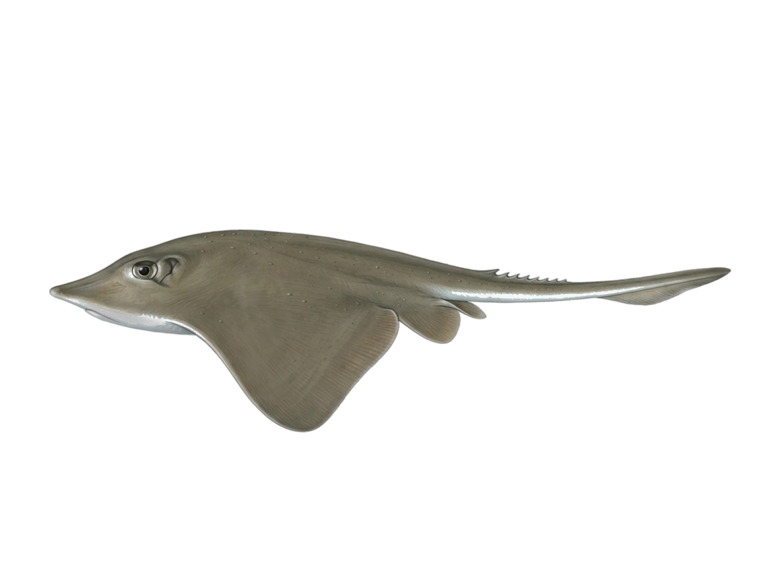 Common stingray