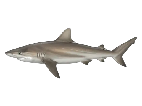 Copper shark (Carcharhinus brachyurus)