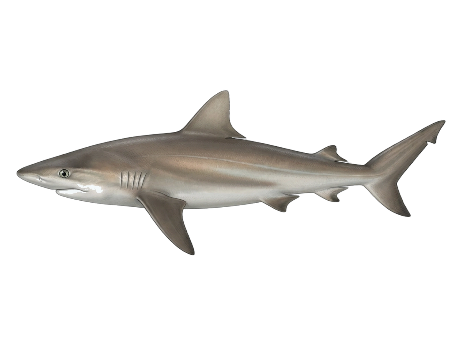 Copper shark