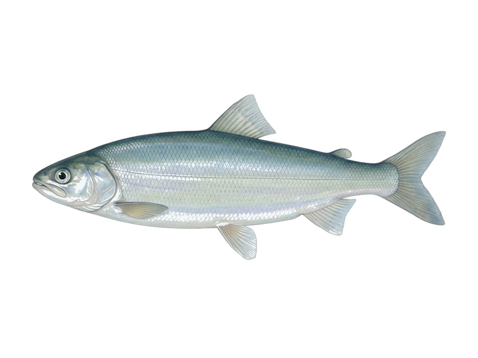 Coregonus atterensis