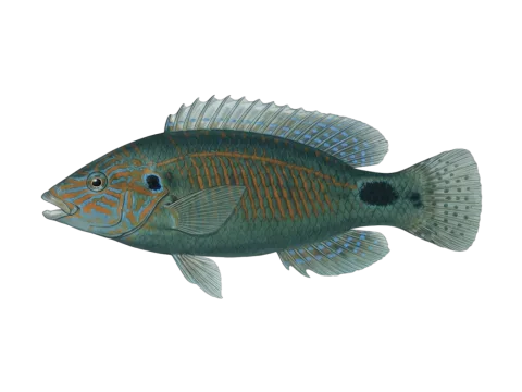 Corkwing wrasse (Symphodus melops)
