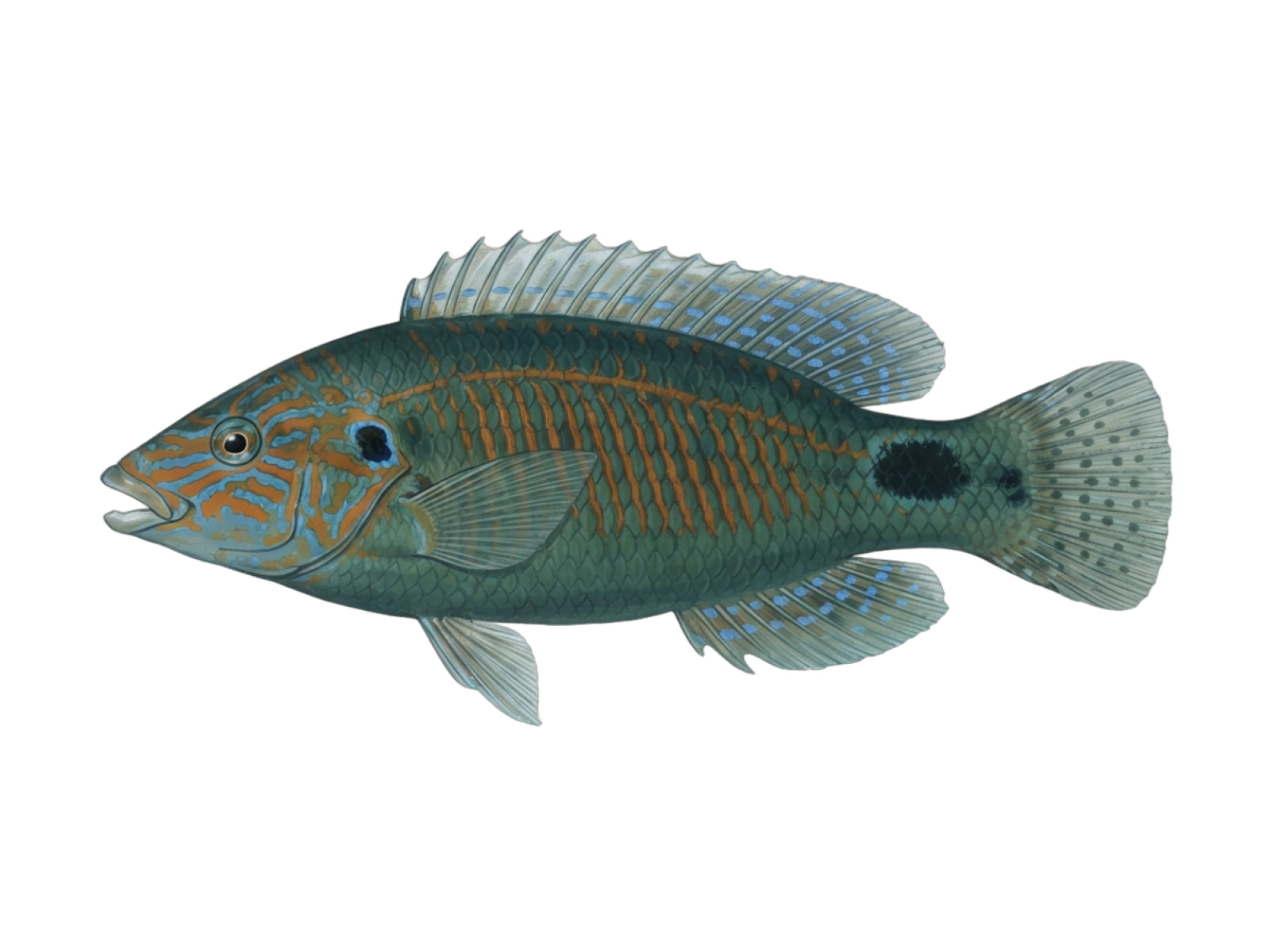 Corkwing wrasse