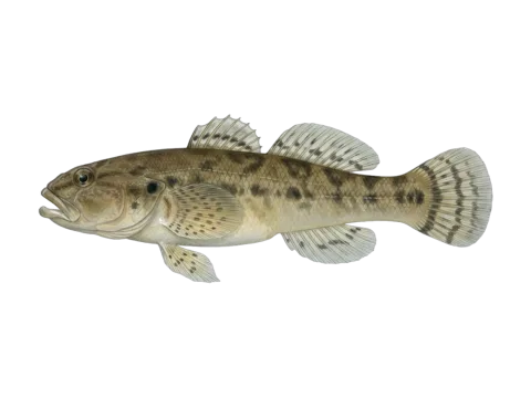 Cran's bully (Gobiomorphus basalis)